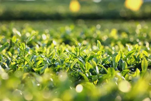 喝綠茶用什么紫砂壺泡
